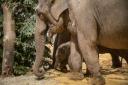 Three-month-old endangered Asian elephant Nang Phaya enjoying Christmas at ZSL Whipsnade Zoo.