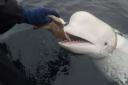 The beluga whale was first seen with a harness on (Jorgen Ree Wiig, Norwegian Directorate of Fisheries/AP)