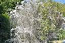 Caterpillar silk has been spotted covering trees in Stevenage.