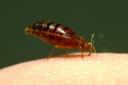 Bedbug infestations have been reported in Stevenage, Hatfield and Radlett.