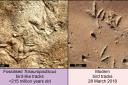 Fossilised Trisauropodiscus tracks, left, and modern bird tracks (Abrahams et al/PA)
