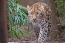 Colchester Zoo is currently home to 155 species