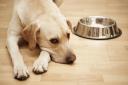 Dogs can exhibit a number of signs of stress that you can be aware of