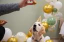 The practice marked a decade of pet care with a celebratory birthday party which included pupcakes, goody bags, and tours of the surgery for clients and their pets
