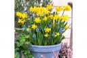 Narcissus and Muscari bulbs without the hassle!