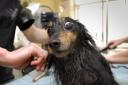 A file photo of a dog enjoying a pampering session