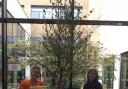 Stevenage Lonsdale School's deputy headteacher, Claudia Thiele, and headteacher, Annemari Ottridge, with the Queen's Green Canopy tree.