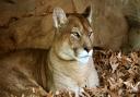 There are 10 pumas living in North Hertfordshire.