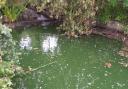 Blue-green algae has been discovered in the main lake.