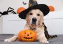 Dress your pets up this Halloween can result in “conflict, fear or injury”, the PDSA warned