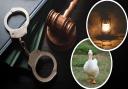 Early 1900s crimes involved ducks, partridge eggs and lamps.