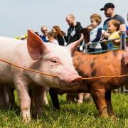 Piglet racing at Hertfordshire County Show. Picture: Richard Washbrooke