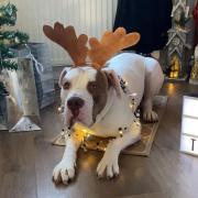 Sam is looking forward to Christmas with his new family.