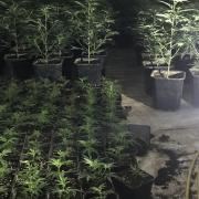 The largest ever cannabis factory in Hertfordshire, discovered in a Letchworth industrial unit. Picture: Herts police
