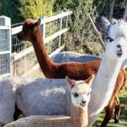 The incident took place at Herts Alpacas in Buntingford.