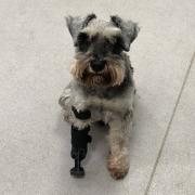 Miniature Schnauzer Freddie is one of the first patients in the UK to have undergone a partial limb amputation and been fitted with a prosthetic limb below the elbow at Davies Veterinary Specialists