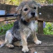 Bella, an eleven-year-old border terrier, has had her sight restored after surgery at a Hitchin vets.