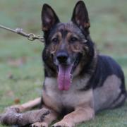 Retired Police Dog Finn died last month, aged 14.