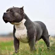 An 11-year-old girl was attacked by an American bully XL in Birmingham last week.