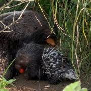 Whipsnade Zoo's new porcupine has been popular with visitors.