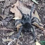 A tarantula was spotted on a Stevenage footpath last week.