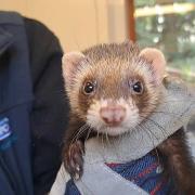 Artemis is one of the three ferrets dumped.