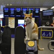 Nala typically perches on a ticket gate at Stevenage train station.