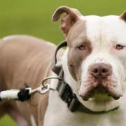 An example of an XL Bully dog - not the actual dog featured in the story.