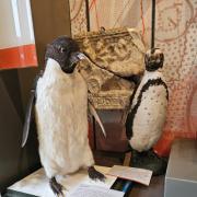Penguin Pals from North Hertfordshire Museum: one of the entrants to become the new Hertfordshire Museum Object of the Year for 2024