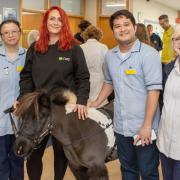 The therapy ponies have been sponsored by the 'Pony Club' for one year.