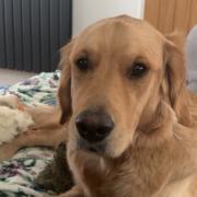 Golden retriever Fred fell ill with leptospirosis.