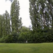 22 Lombardy poplar trees in Stevenage have been felled by the borough council.