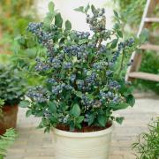 You Garden grow your own blueberry kit
