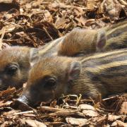 The three piglets were born on June 10.