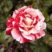 The eye-catching combination of red and white on each flower makes ‘Raspberry Ripple’ a standout