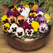 This beautiful pansy forms part of a trio of colour from the Ultimate Winter Garden Ready Bedding Collection