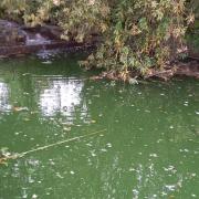 Blue-green algae has been discovered in the main lake.