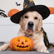 Dress your pets up this Halloween can result in “conflict, fear or injury”, the PDSA warned