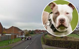 Reports of unregistered XL Bully dogs have led to a Hitchin property being raided by Hertfordshire police.