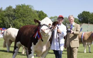 A winning cow at last year's County Show