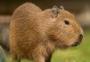 The capybara pup was born in the early hours of June 2.