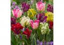 Feathery edges and petals just like the wings of a parrot from this Tulip 'Parrot Mix'