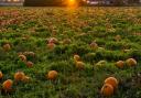 Where will you be picking your pumpkin?