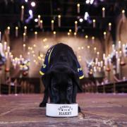Guide Dog puppy Harry makes himself at home in the Great Hall.
