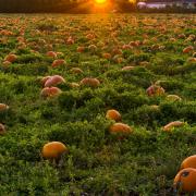 Where will you be picking your pumpkin?