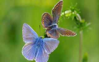 Common Blue male and female butterflies at Pegsdon Hills near Hitchin.