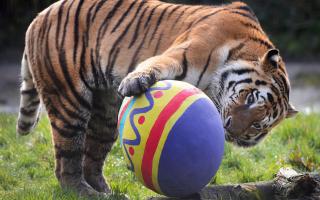 An Amur tiger on an egg hunt.