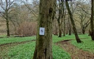 Herts & Middlesex Wildlife Trust have put up 'no motorcycles' signs around the woodland. This image shows the tracks made by the motorcycles.