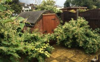 Japanese knotweed hotspots have been revealed in Watford, Harpenden and Potters Bar.