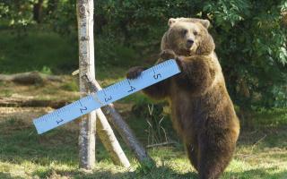 A European Brown Bear investigates a large ruler during the Whipsnade Zoo annual weigh-in.